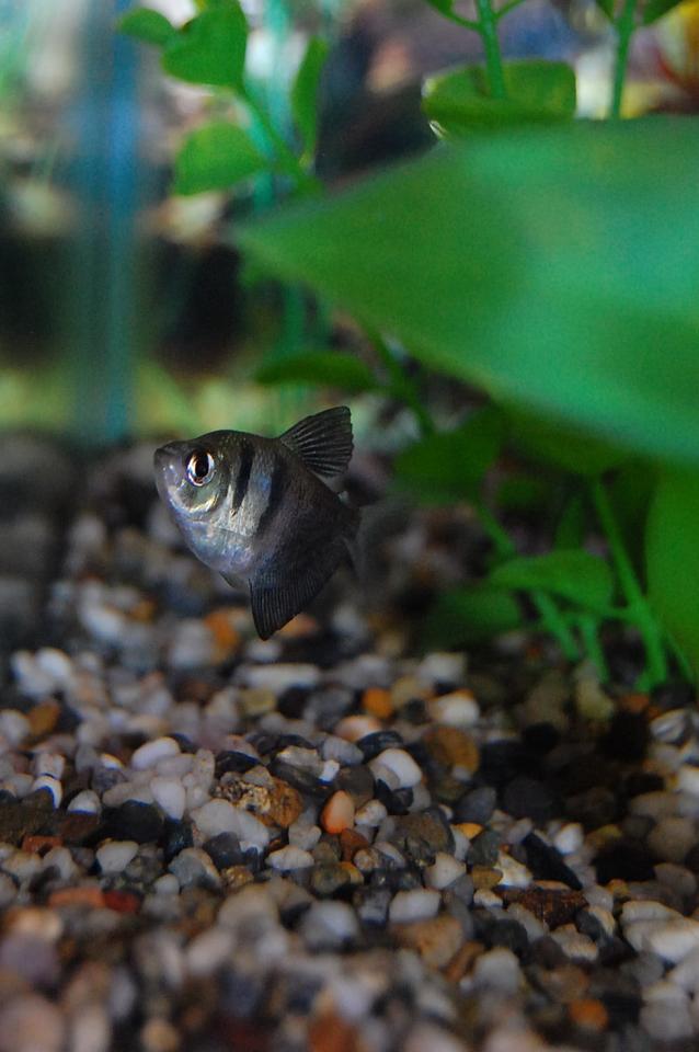 freshwater fish - gymnocorymbus sp. - black skirt tetra stocking in 29 gallons tank - Black Tetra