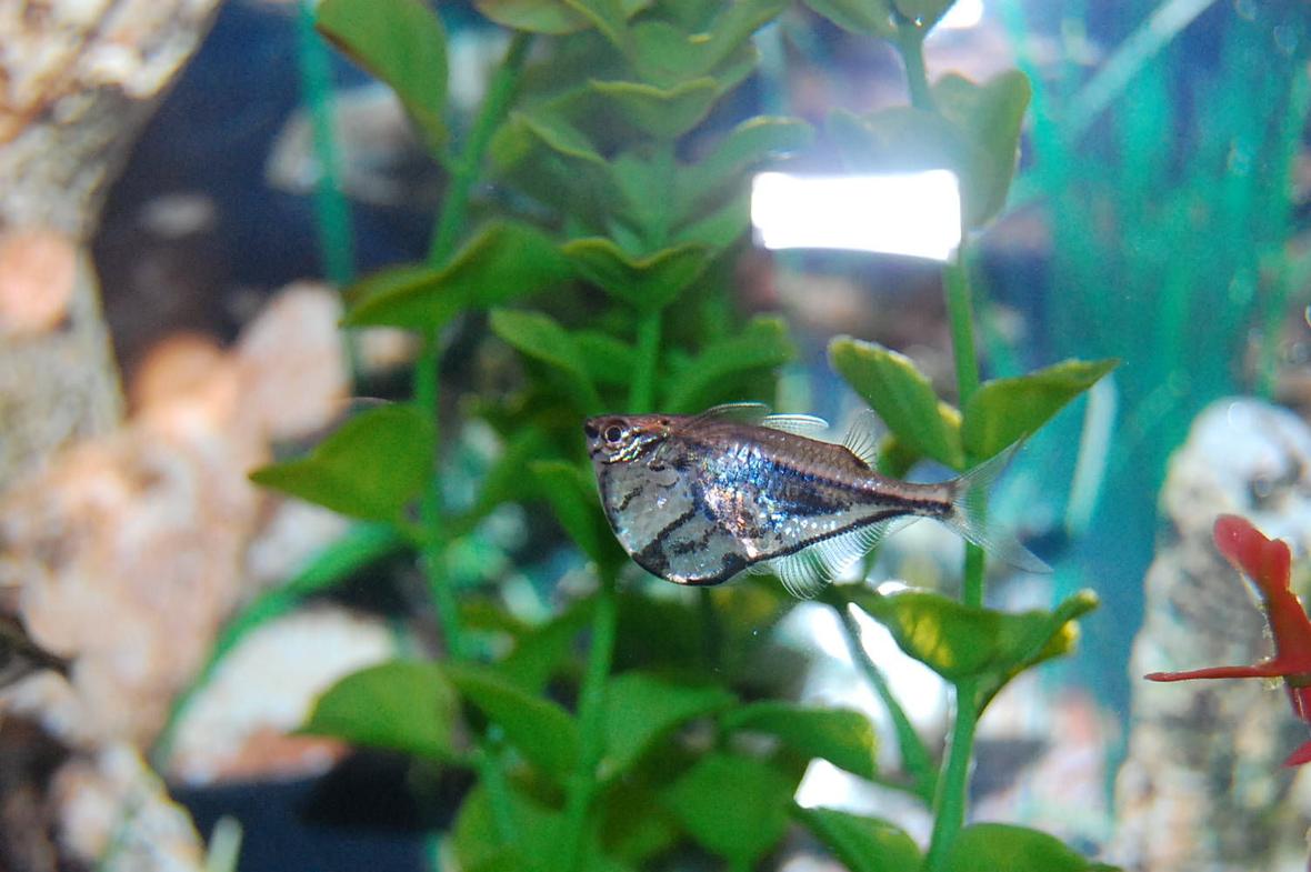 freshwater fish - carnegiella strigata - marble hatchet stocking in 29 gallons tank - Marbeld Hatchetfish