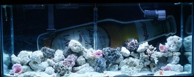 55 gallons saltwater fish tank (mostly fish, little/no live coral) - new 55 Gakl