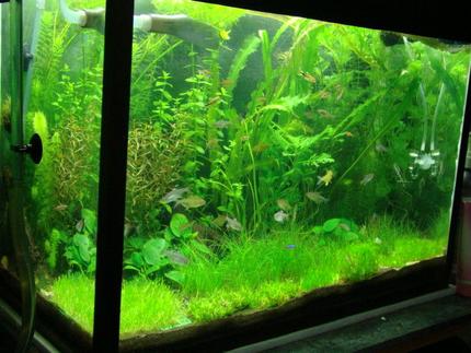 21 gallons planted tank (mostly live plants and fish) - Same tank..
changed the layout.
having few algae issues. But nothing that cannot be handled :P~