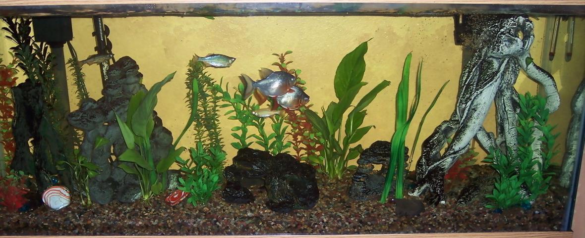 55 gallons planted tank (mostly live plants and fish) - This is my 55 gal. in the family room I have 2 red bellied Pacus (yes I know how big they get), a few giant danios, a pleco and a 1 spotted and 1 striped Raphael who I have had for 13+ years and live in the cave in the middle of the tank.