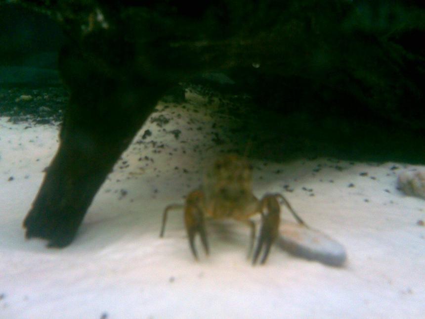 Rated #106: Corals Inverts Stocking In 125 Gallons Tank - Pinchy