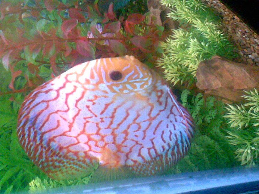 Rated #85: Freshwater Fish - Symphysodon Sp. - Blue Panda Discus Stocking In 75 Gallons Tank - THIS IS A PIC OF ONE OF MY BREEDING PAIRS OF BLUE PANDAS. I VE SOLD IT SINCE AND WILL UPLOAD A NEW PIC OF MY TANK SOON