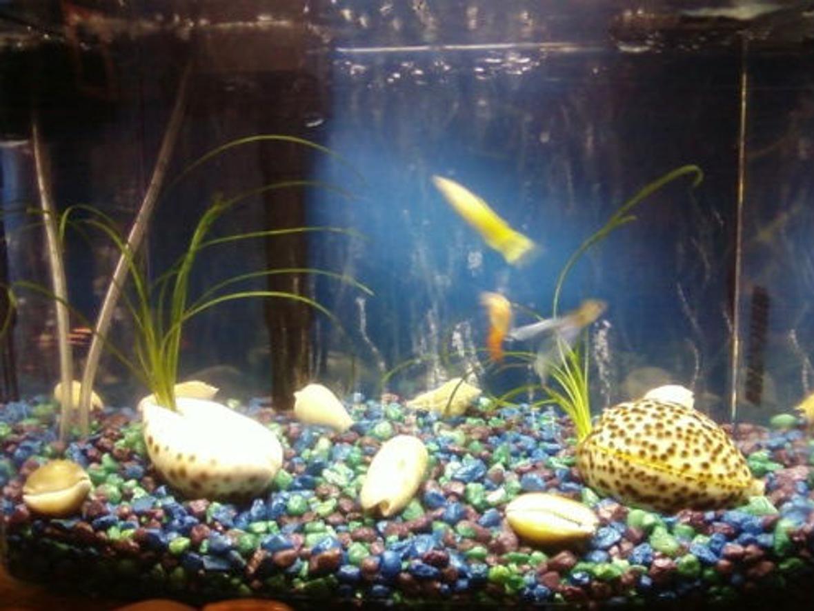 3 gallons freshwater fish tank (mostly fish and non-living decorations) - My 3-gal tank :)
