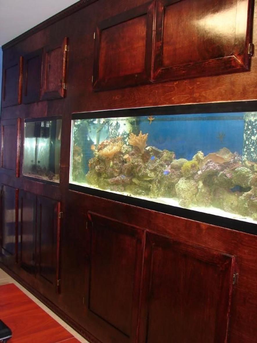 Rated #198: 125 Gallons Reef Tank - Home office 125 Gallon Reef tank.