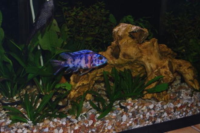 29 gallons planted tank (mostly live plants and fish) - 29 gal freshwater with African Cichlids and liveplants