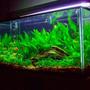 50 gallons planted tank (mostly live plants and fish) - 50 Gallon Planted Tank