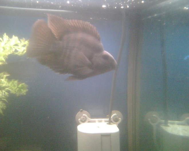 freshwater fish - heros severus x amphilophus citrinellum - blood parrot stocking in 65 gallons tank - Our Blood Parot Cichlid.  I was told he would get reddish orange, and look like a killer goldfish, well he is close to a year old and hasnt changed to orange, just got darker.  After doing some research, it seems i have an uncommon hybrid, hybrid.  Apparently a blood parrot bred with a male convict cichlid, giving us a black blood parrot with stripes? Anyone know the truth to that or not?