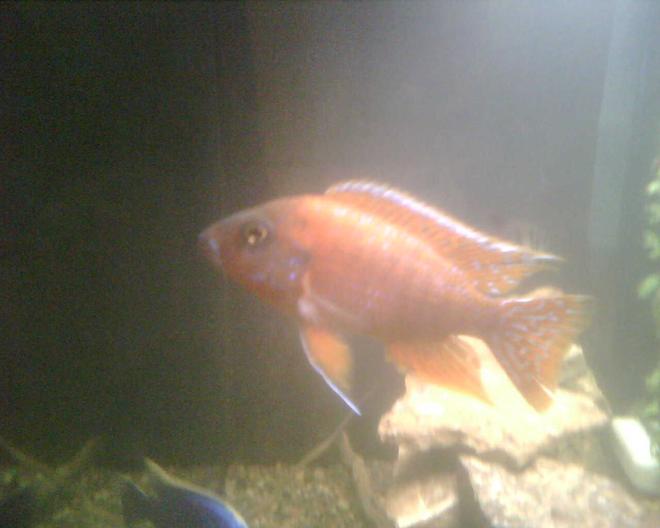 freshwater fish - aulonocara rubescens - ruby red peacock stocking in 65 gallons tank - Our ruby red peacock cichlid.  Nice and orange, bot 4 inches or so, close to a year old.