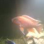 freshwater fish - aulonocara rubescens - ruby red peacock stocking in 65 gallons tank - Our ruby red peacock cichlid. Nice and orange, bot 4 inches or so, close to a year old.