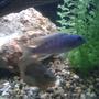 freshwater fish - sciaenochromis ahli - electric blue cichlid stocking in 65 gallons tank - Young Ahli