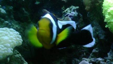 saltwater fish - amphiprion ocellaris var. - black and white ocellaris clownfish stocking in 56 gallons tank - Clown