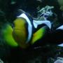 saltwater fish - amphiprion ocellaris var. - black and white ocellaris clownfish stocking in 56 gallons tank - Clown