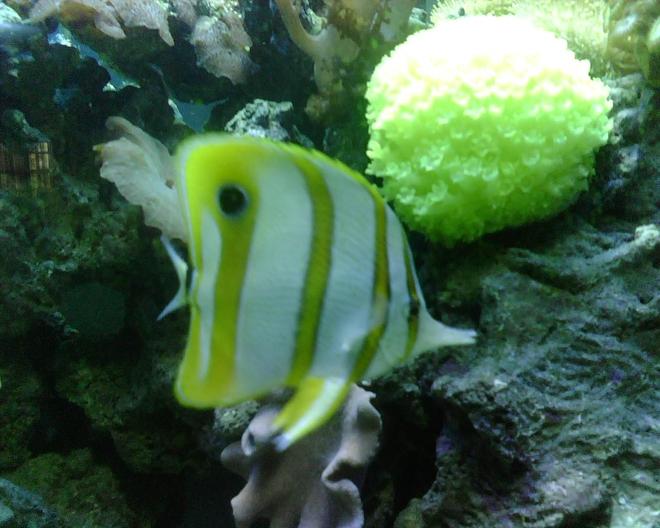saltwater fish - chelmon rostratus - copperband butterflyfish stocking in 56 gallons tank - Copperband Butterfly