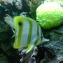 saltwater fish - chelmon rostratus - copperband butterflyfish stocking in 56 gallons tank - Copperband Butterfly