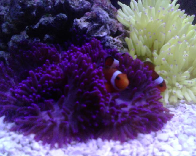 corals inverts - heteractis malu - sebae anemone, pink/purple stocking in 56 gallons tank - Five Gallons Hexagon, just a couple of anemones and two clowns in it