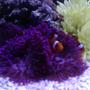 corals inverts - heteractis malu - sebae anemone, pink/purple stocking in 56 gallons tank - Five Gallons Hexagon, just a couple of anemones and two clowns in it