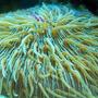 corals inverts - fungia repanda - plate coral, neon green - short tentacle stocking in 56 gallons tank - Plate Coral