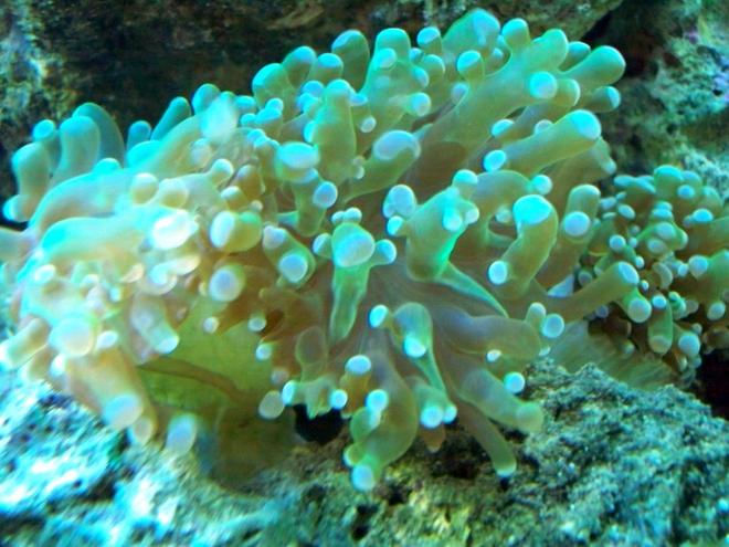 corals inverts - euphyllia paradivisa - frogspawn coral stocking in 56 gallons tank - FrogSpawn