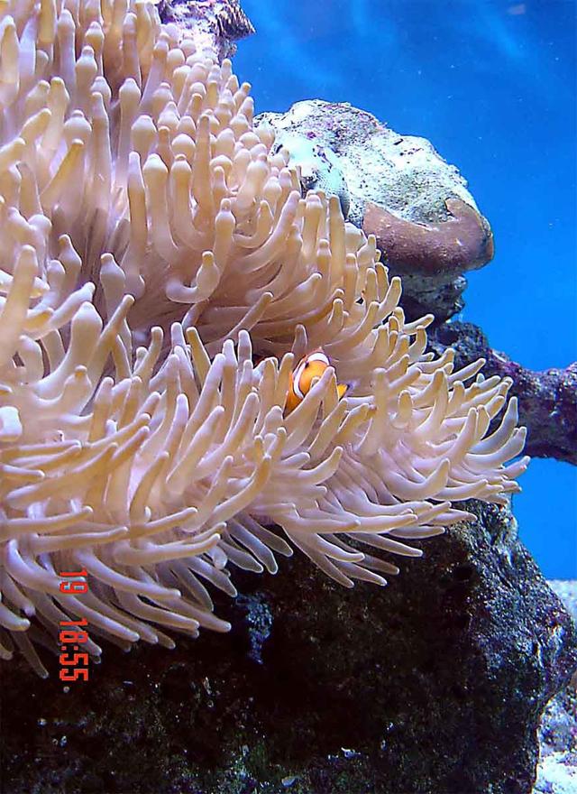 corals inverts - heteractis crispa - sebae anemone stocking in 185 gallons tank - Most definatly the most photographic fish