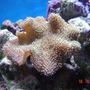 corals inverts - sarcophyton sp. - toadstool mushroom leather coral stocking in 185 gallons tank - My smaller toadstole