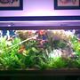 fish tank picture - this is a pic of my planted aquarium. it contains about 50 or so fish, from tetras to rainbows, catfisH, zebra pleco,..etc. i have probably a fish from every type of topography in the world. they all live hamoniously together, or atleast try to. i feed them frozen brine, bloodworms, and hikari mini waffers and algae waffers.