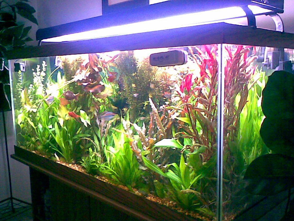 75 gallons planted tank (mostly live plants and fish) - another side view...