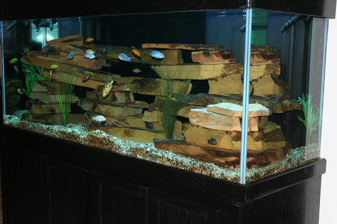 210 gallons freshwater fish tank (mostly fish and non-living decorations) - 210 gallon cichlid tank