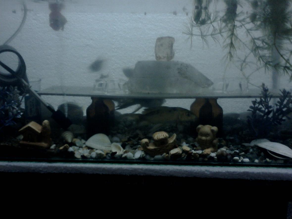 5 gallons freshwater fish tank (mostly fish and non-living decorations) - My new tank setup with 4 botttles as pillars for a sheet of plastic, semi precious stones on top of it!! the big crystal on top of the plastic is giving the rainbow effect when viewed from a particular angle with over head light!! and the tanks has about three patches of different substrates, one third with sand, one third with big gravels and the remaiing with micro gravels!! Fishes in the tank: 2 koi Carp 2 tiger barb 2 black widow tetra 2 Auratus