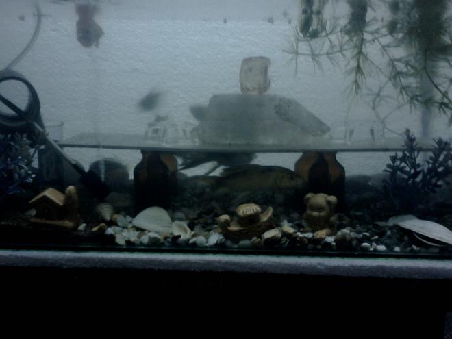 5 gallons freshwater fish tank (mostly fish and non-living decorations) - My new tank setup with 4 botttles as pillars for a sheet of plastic, semi precious stones on top of it!! the big crystal on top of the plastic is giving the rainbow effect when viewed from a particular angle with over head light!! and the tanks has about three patches of different substrates, one third with sand, one third with big gravels and the remaiing with micro gravels!! 

Fishes in the tank:
 2 koi Carp
2 tiger barb
2 black widow tetra
2 Auratus