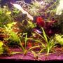10 gallons planted tank (mostly live plants and fish) - 10 gallon tank