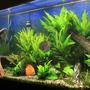 55 gallons planted tank (mostly live plants and fish) - 55 gallon planted discus tank 8/20/08