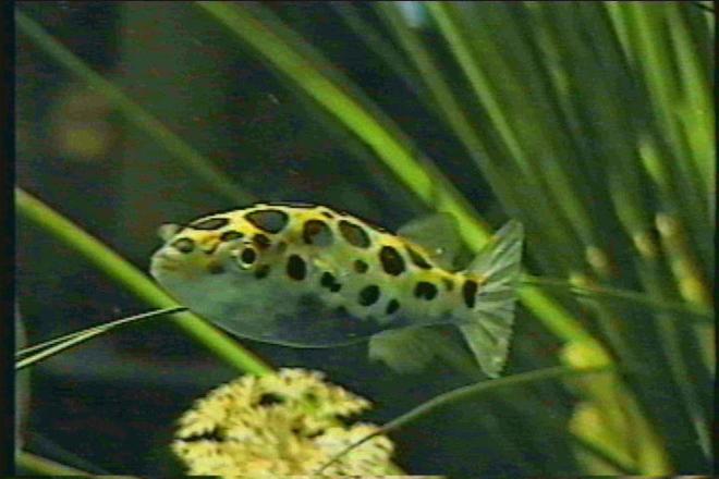 freshwater fish - tetraodon nigroviridis - green spotted puffer stocking in 125 gallons tank - Green spotted puffer