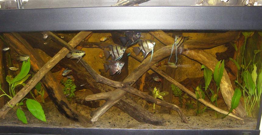 Rated #160: 52 Gallons Planted Tank - amazon tank