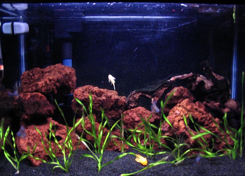 Rated #1969: 12 Gallons Planted Tank - 20 Gal Eclipse with black Tahitian Moon sand. Lava rock some Driftwood , 2 florescent 15watt bulbs.