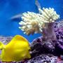 saltwater fish - zebrasoma flavescens - yellow tang - hawaii stocking in 185 gallons tank - update
