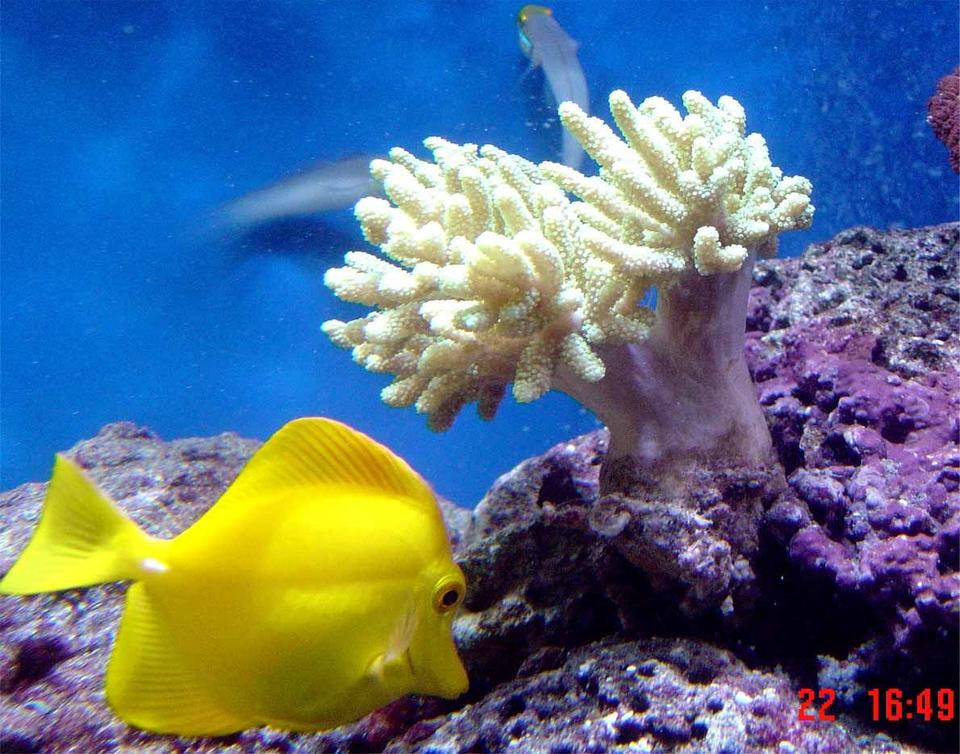 saltwater fish - zebrasoma flavescens - yellow tang - hawaii stocking in 185 gallons tank - update