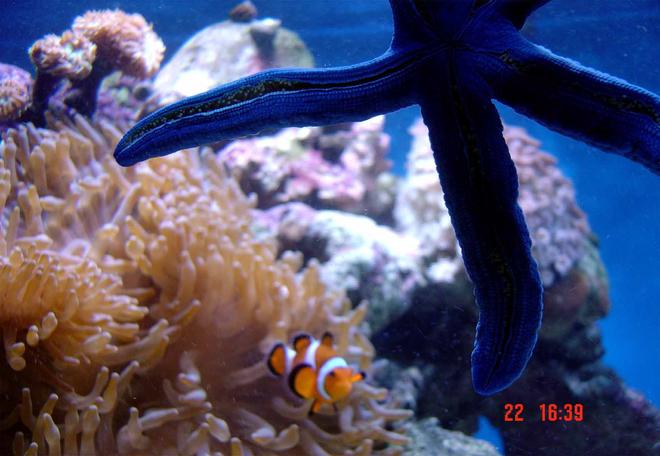 corals inverts - heteractis crispa - sebae anemone stocking in 185 gallons tank - update