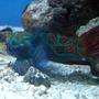saltwater fish - synchiropus splendidus - green mandarin stocking in 185 gallons tank - update