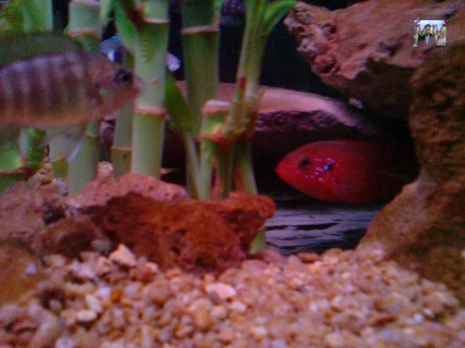 freshwater fish - hemichromis bimaculatus - jewel cichlid stocking in 160 gallons tank - lifali jjwele Cichlid female Electric blue Cichlid female