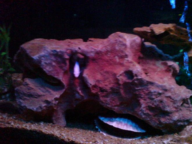 freshwater fish - pseudotropheus socolofi (albino) - albino socolofi stocking in 160 gallons tank - snow white Cichlid