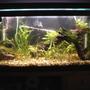 50 gallons planted tank (mostly live plants and fish) - My tank, no CO2 system