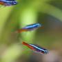freshwater fish - paracheirodon innesi - neon tetra jumbo stocking in 50 gallons tank - Neon tetra