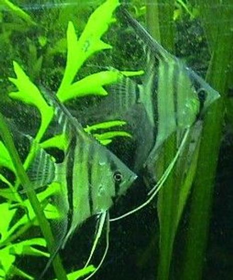 freshwater fish - pterophyllum scalare - peruvian angelfish stocking in 125 gallons tank - peruvian scalare angels