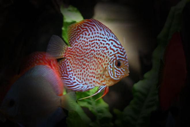freshwater fish - symphysodon spp. - snakeskin discus stocking in 127 gallons tank - Leopard Discus