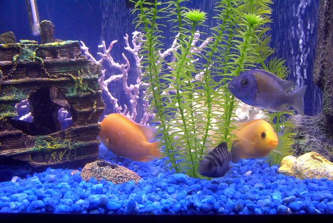 75 gallons freshwater fish tank (mostly fish and non-living decorations) - nice