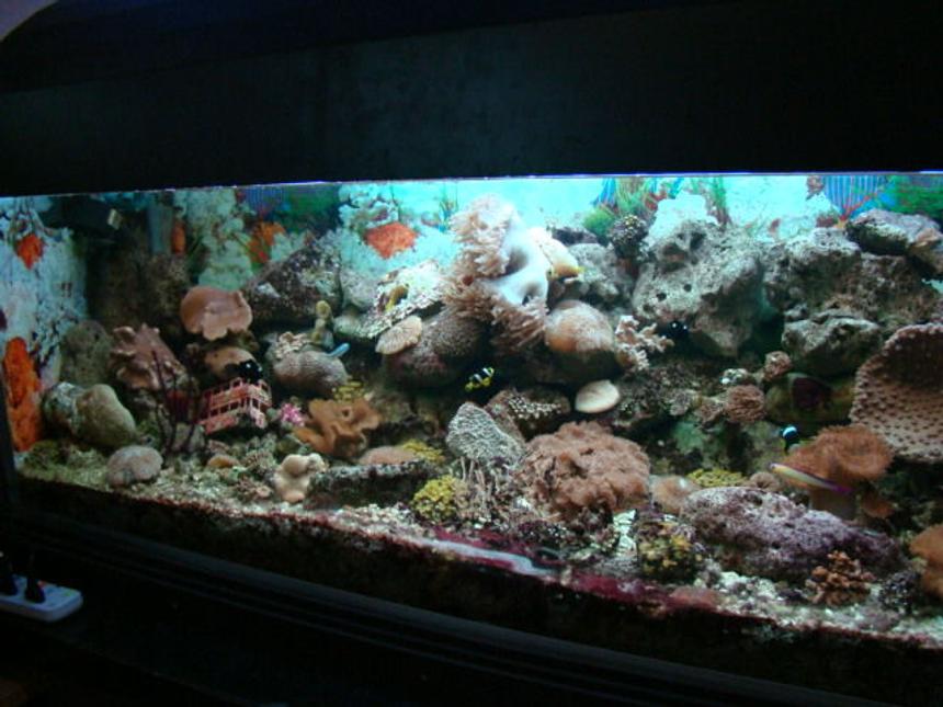 Rated #157: 226 Gallons Reef Tank - been up and running for one year
