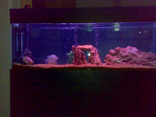 155 gallons freshwater fish tank (mostly fish and non-living decorations) - taxsas