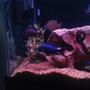 fish tank picture - Electric blue Cichlid