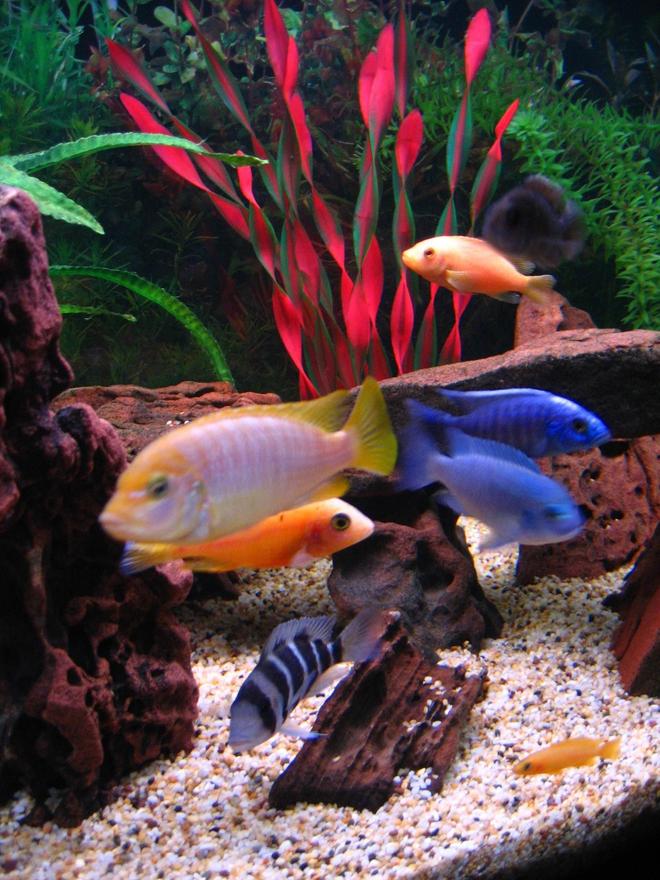 freshwater fish - maylandia hajomaylandi - hajomaylandi stocking in 75 gallons tank - Fish on parade. ( Left to right ) Hajomaylandi, Dragonblood Peacock, Frontosa, Cobalt Blue, Electric Blue with Red Zebra & Stuartgranti above & Leleupi underneath.